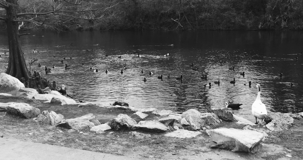 One of my favorite parts of getting out to Town Lake is getting to see the ducks. Don't ask me why. 